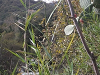 cantara gurne23122011 135
